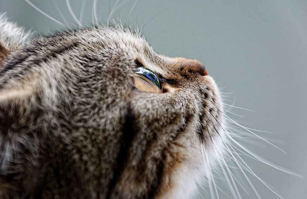 Photo of kitten