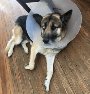 german shepherd/husky mix dog laying on floor